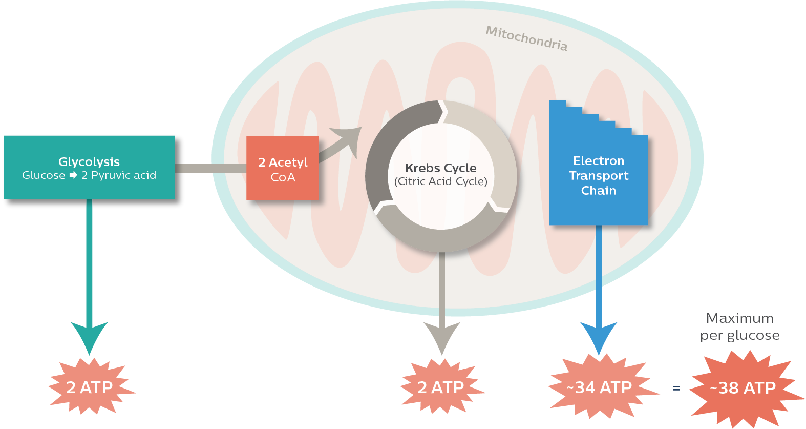 Importance of Copper 1 to our bodies: ATP Cycling