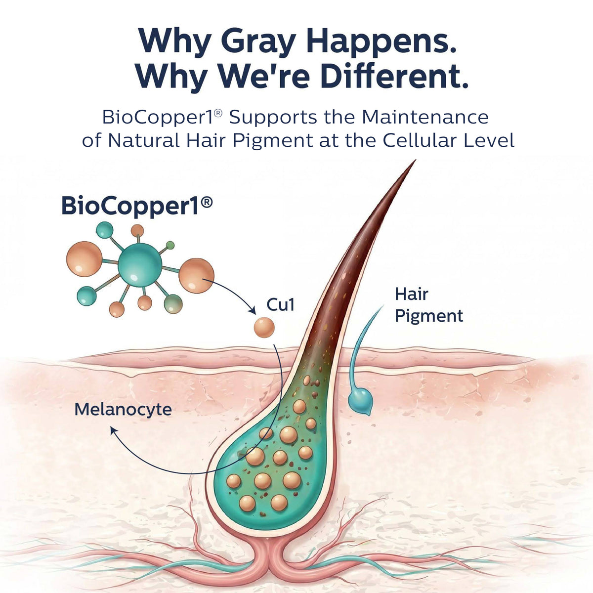 Why gray happens: BioCopper1 supports maintenance of natural hair pigment at the cellular level