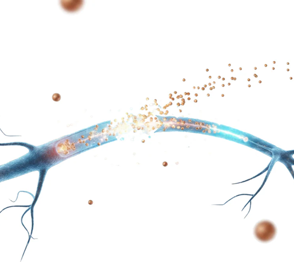 Day 7 – Nerve & Tissue Support