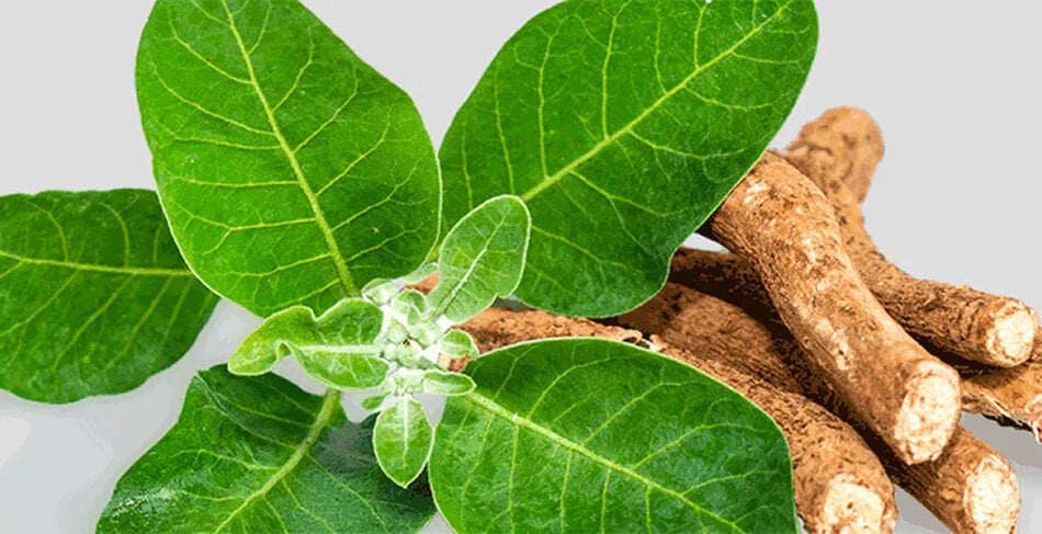 Shoden® Ashwagandha