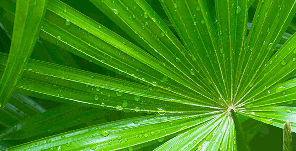 Saw Palmetto